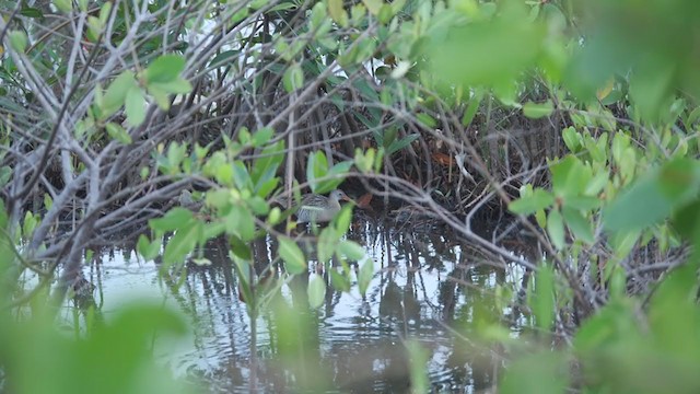 Clapper Rail - ML321259971