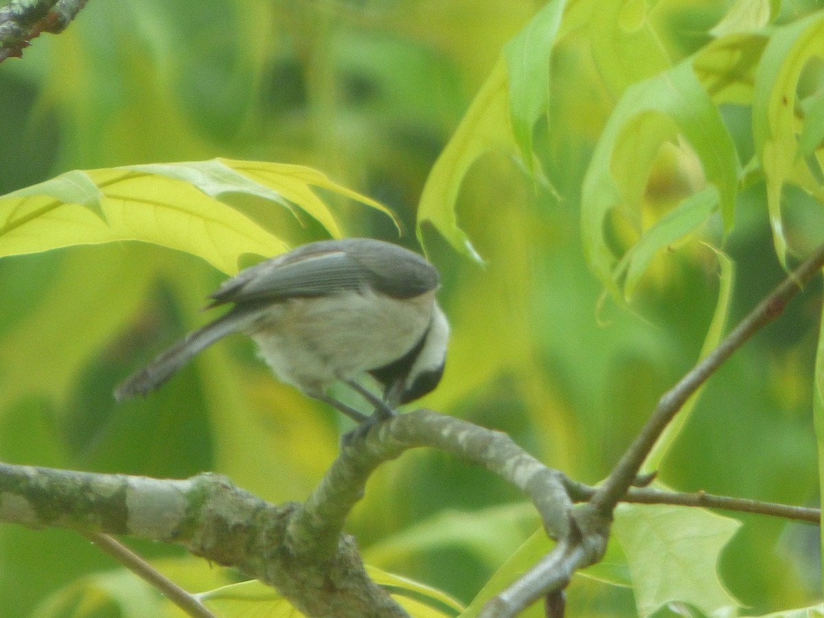 Carolina Chickadee - ML321261661