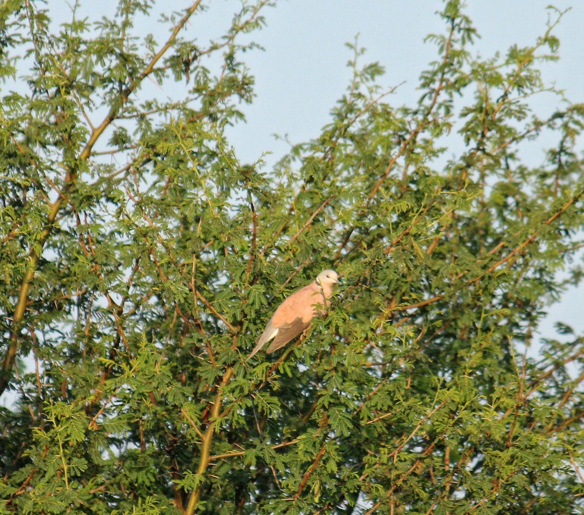 Red Collared-Dove - Ashik C S