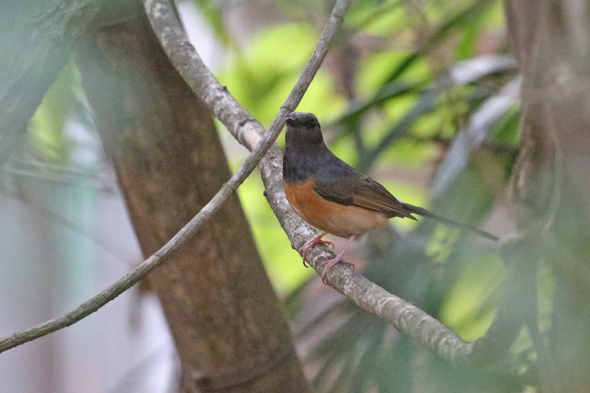 White-rumped Shama (White-rumped) - ML321264981