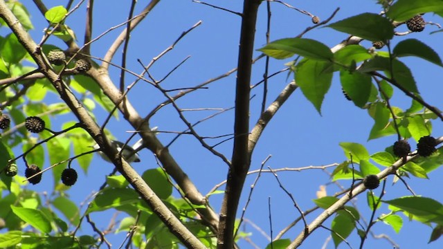 White-browed Gnatcatcher - ML321265631