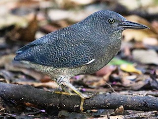 Adult - Zigzag Heron