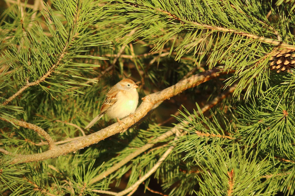 Field Sparrow - ML321266111
