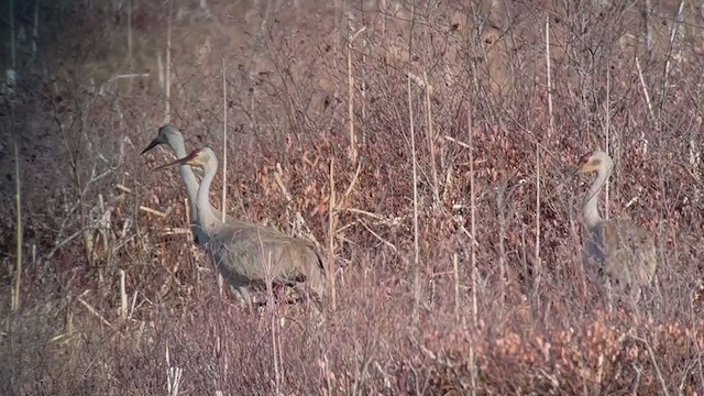Grue du Canada - ML321268061