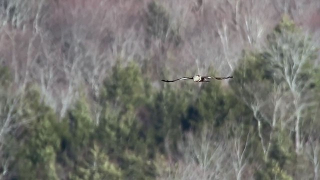 Buse pattue - ML321268191