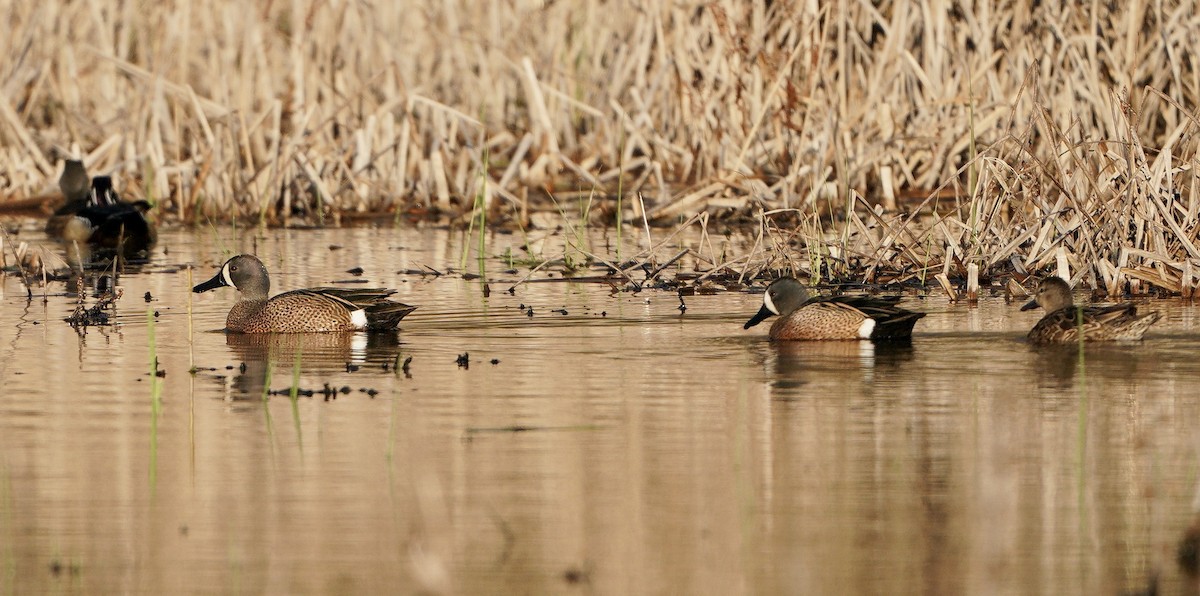 Blue-winged Teal - ML321268201