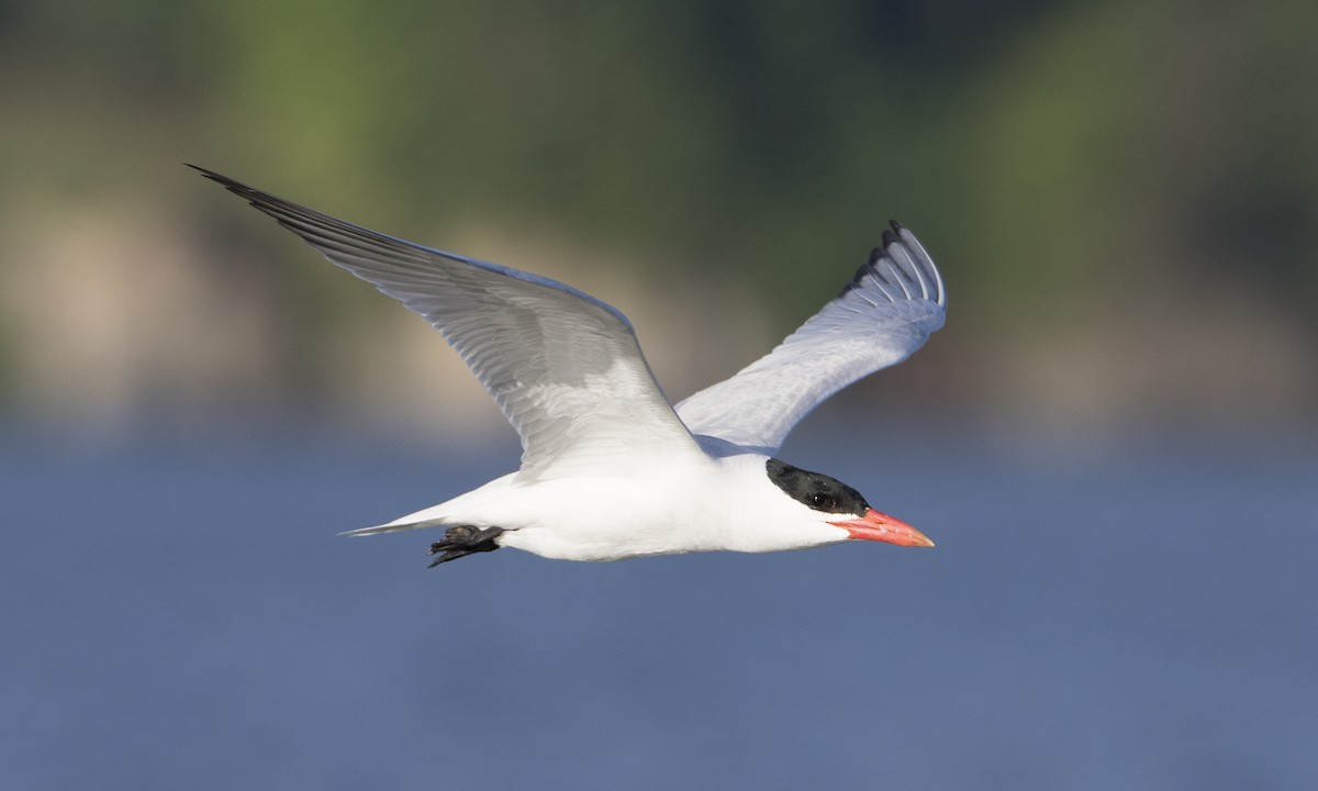 Caspian Tern - Brian Sullivan