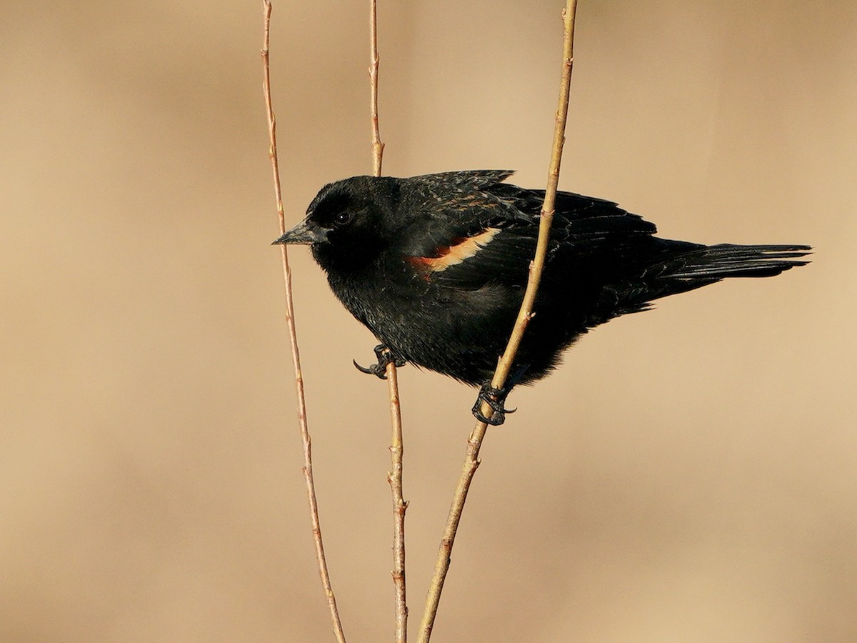 Red-winged Blackbird - ML321268351