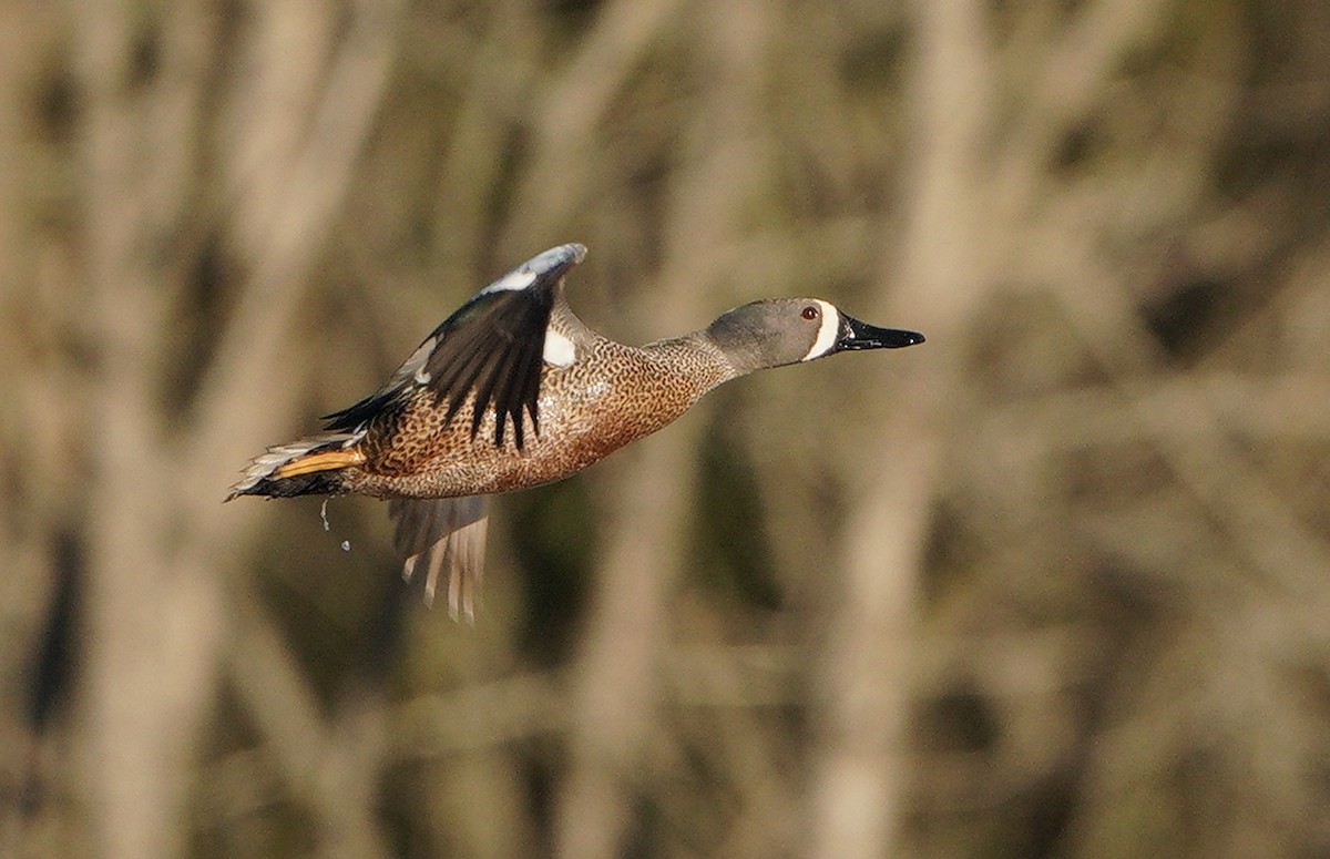 Blue-winged Teal - ML321268441