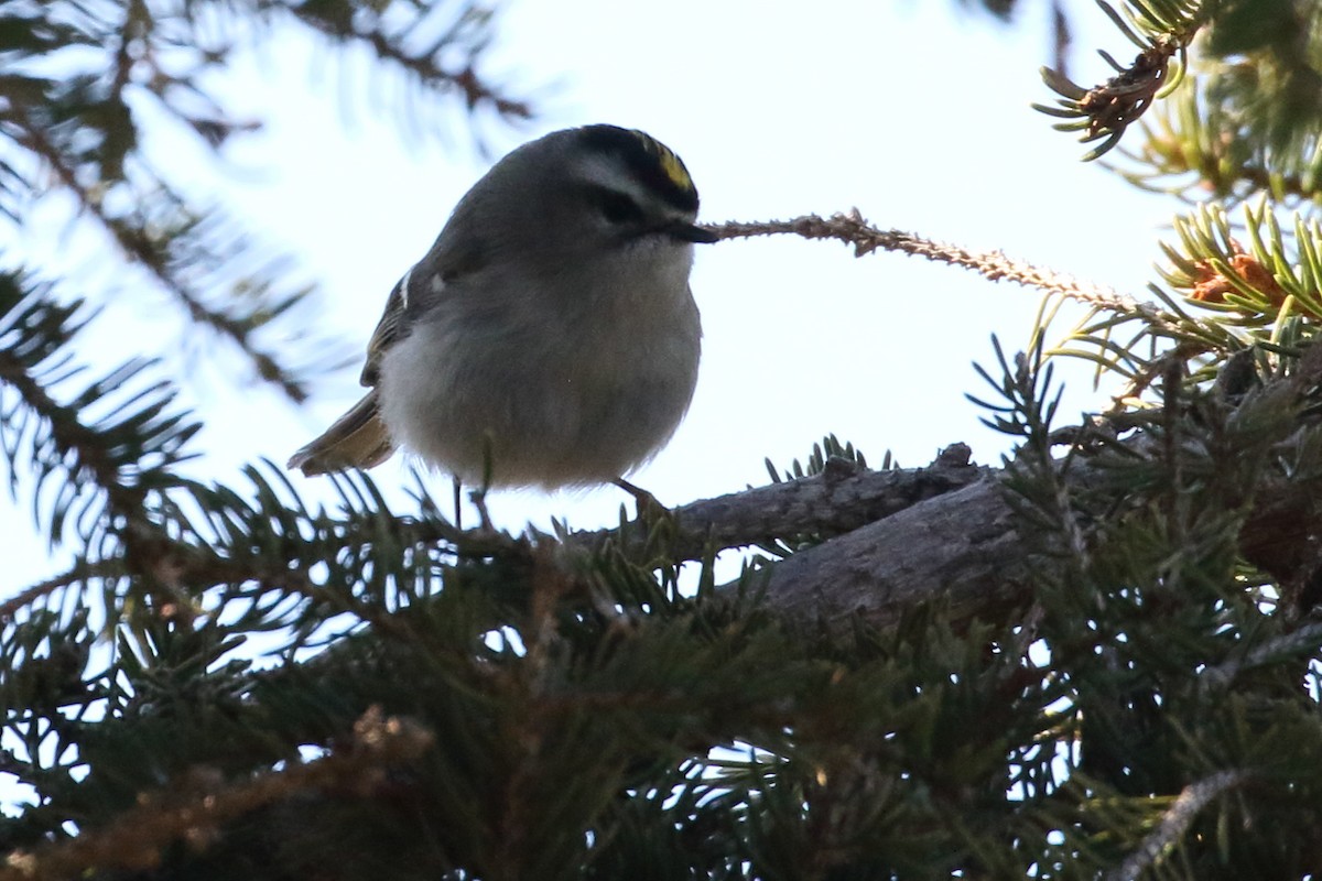 Golden-crowned Kinglet - Robert Martin