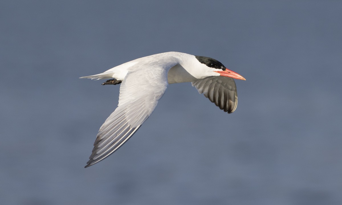 Caspian Tern - ML32126871