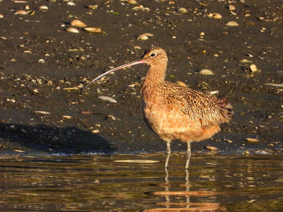 Long-billed Curlew - James Maley