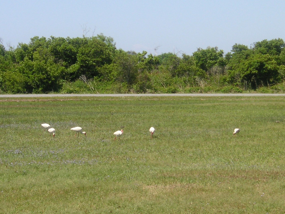 White Ibis - ML321269041