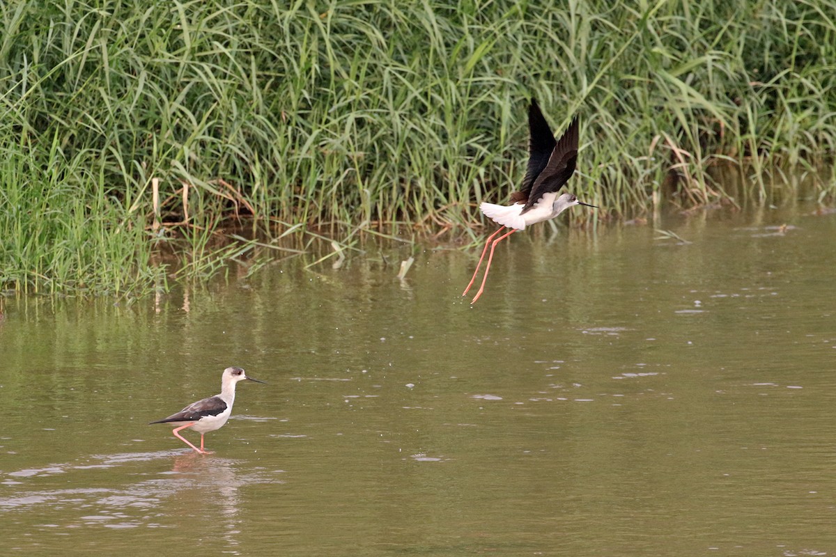 Black-winged Stilt - ML321269741