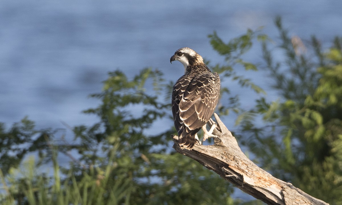 Osprey (carolinensis) - ML32126981