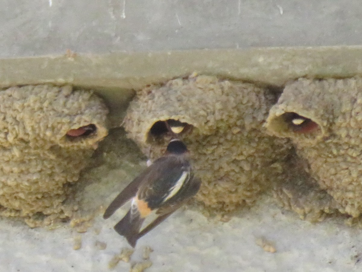 Cliff Swallow - Karen Richardson