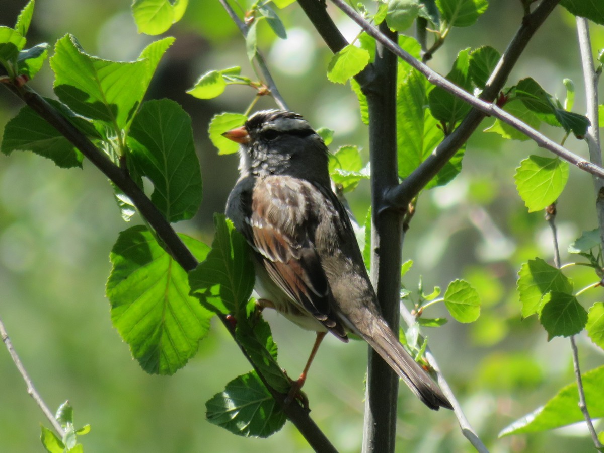 White-crowned Sparrow - ML321270801