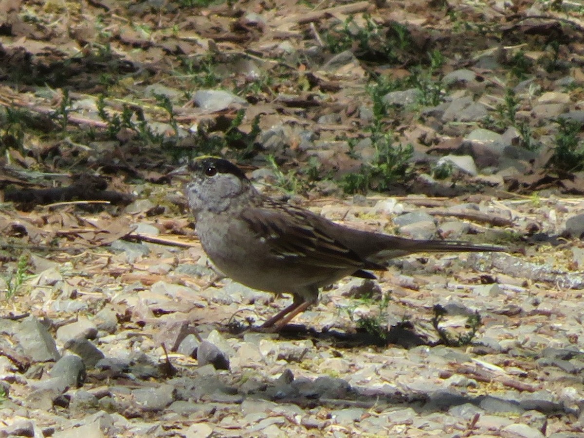 Golden-crowned Sparrow - ML321270851