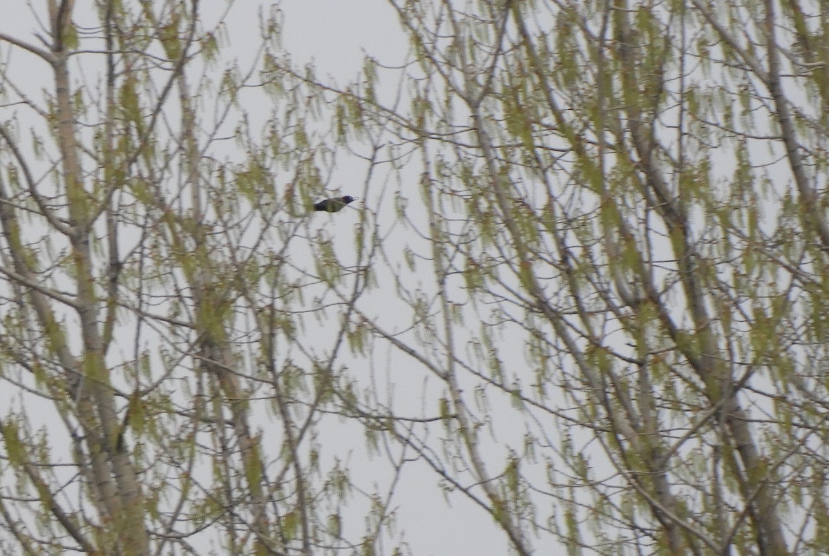 Black Woodpecker - ML321271191