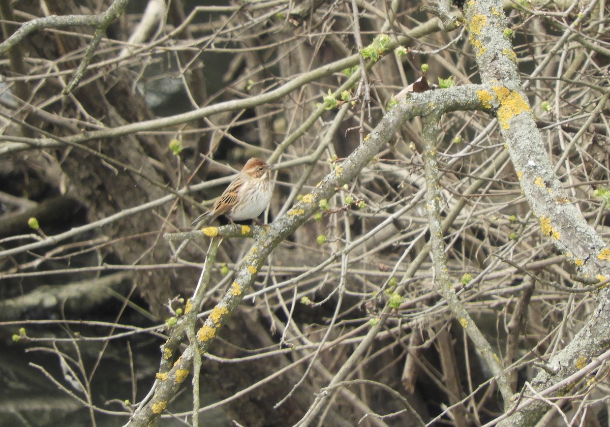 Reed Bunting - Miroslav Mareš