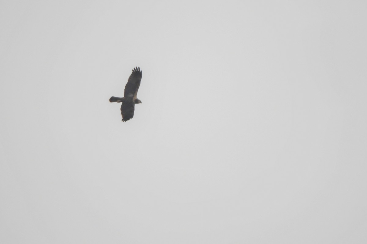 Western Marsh Harrier - Miroslav Mareš