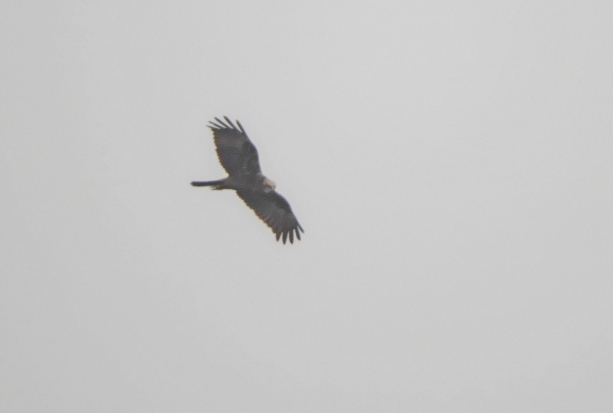 Western Marsh Harrier - ML321275171