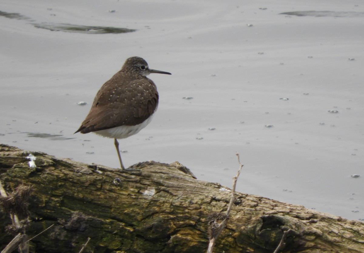 Green Sandpiper - ML321276551