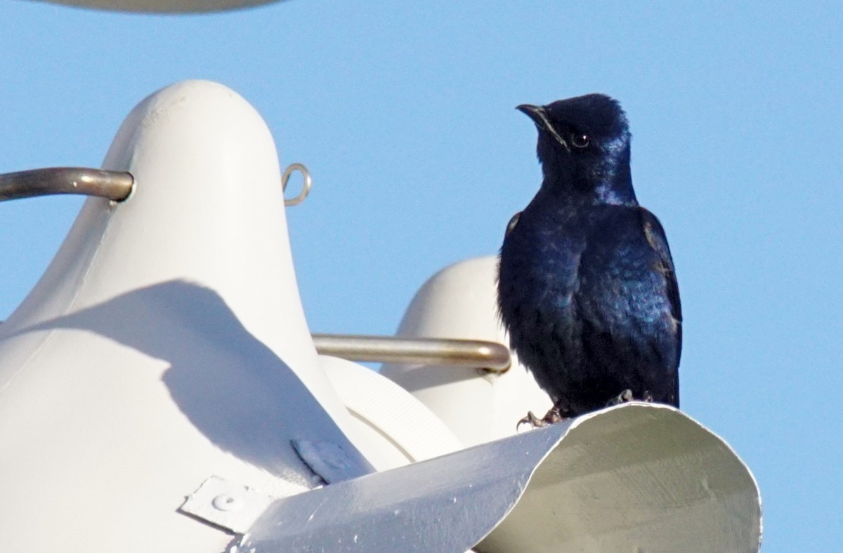 Purple Martin - ML321276571