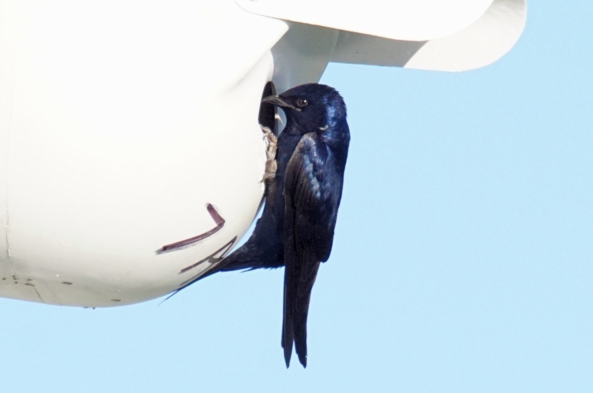 Purple Martin - ML321276621