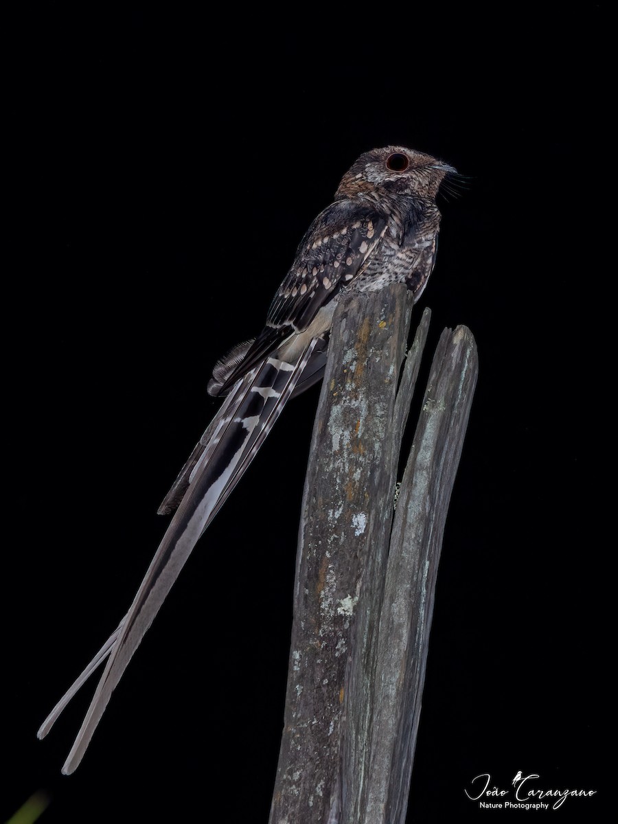 Scissor-tailed Nightjar - João Octávio Caranzano Moraes