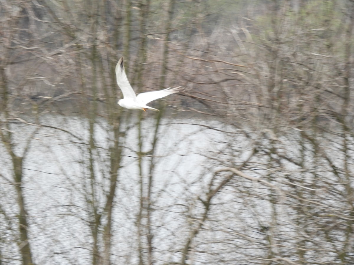 Pallid Harrier - ML321277241