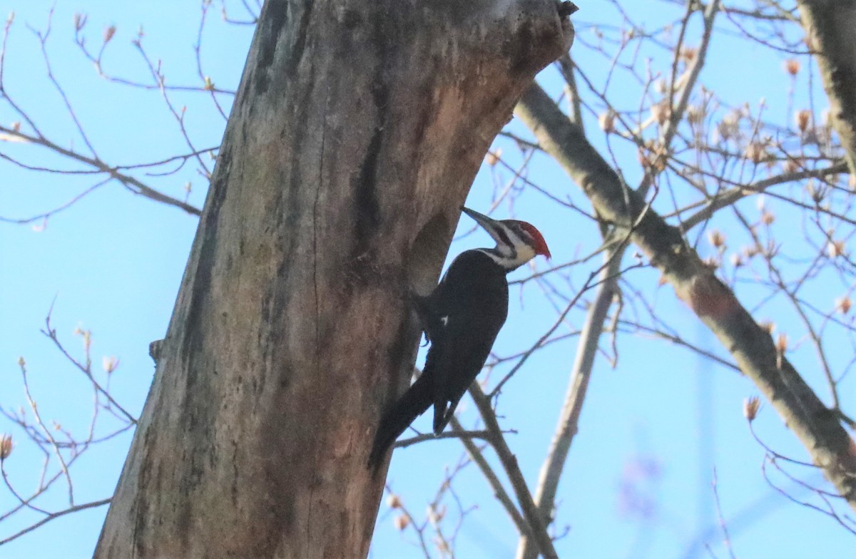Pileated Woodpecker - ML321277341