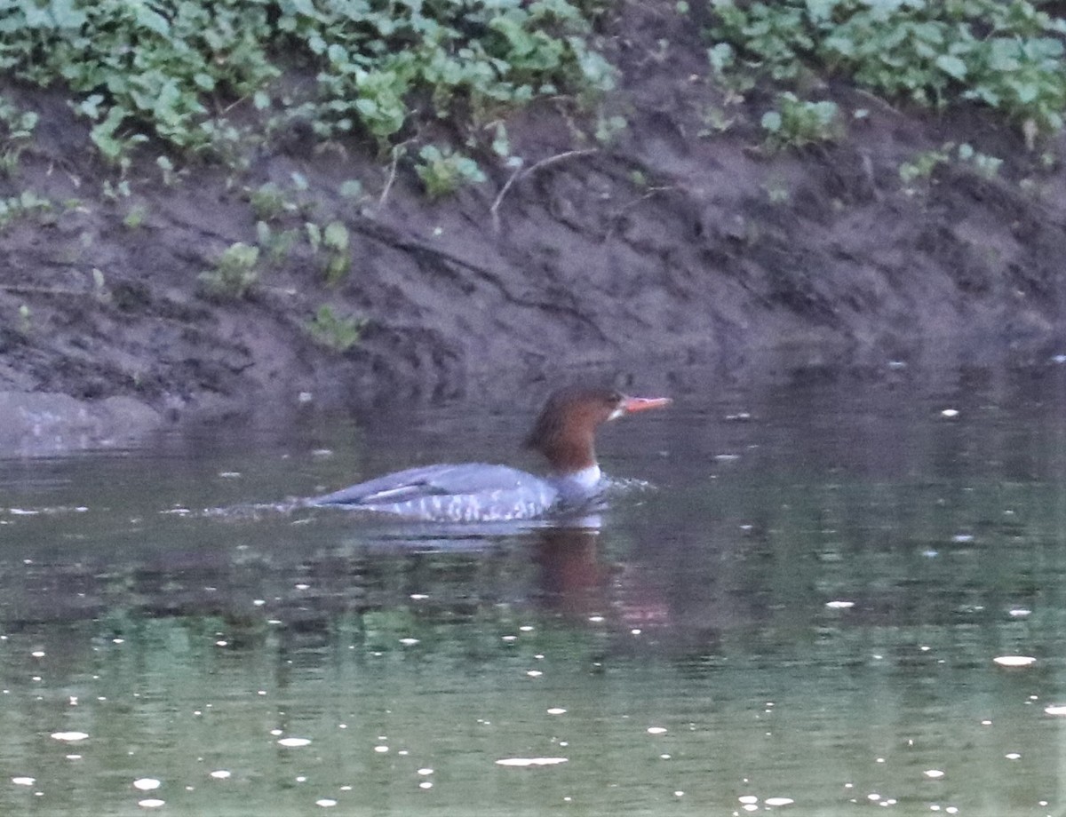 Büyük Tarakdiş - ML321278501