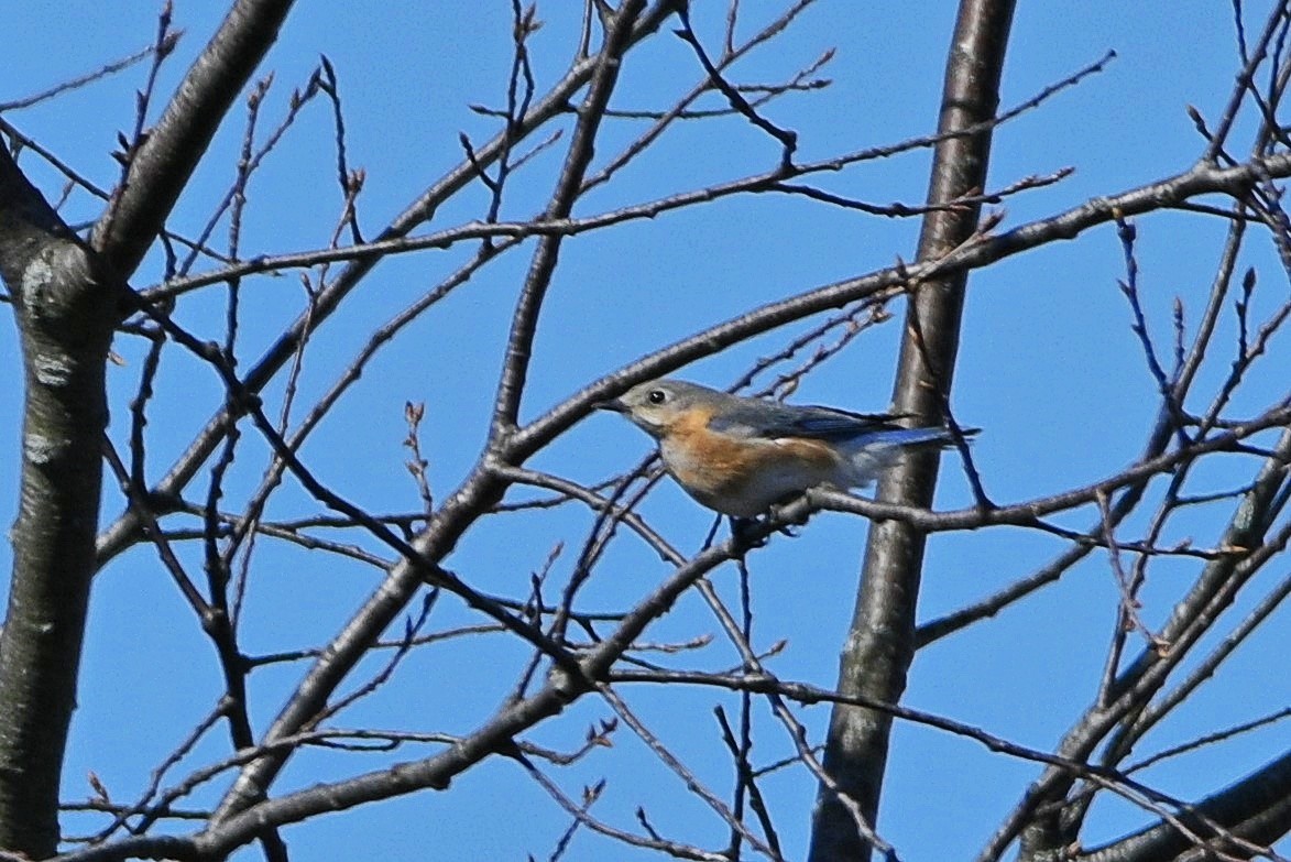 Eastern Bluebird - ML321278831