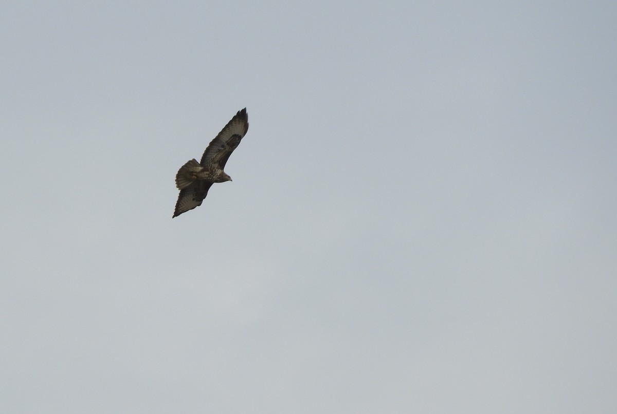 Common Buzzard - Miroslav Mareš