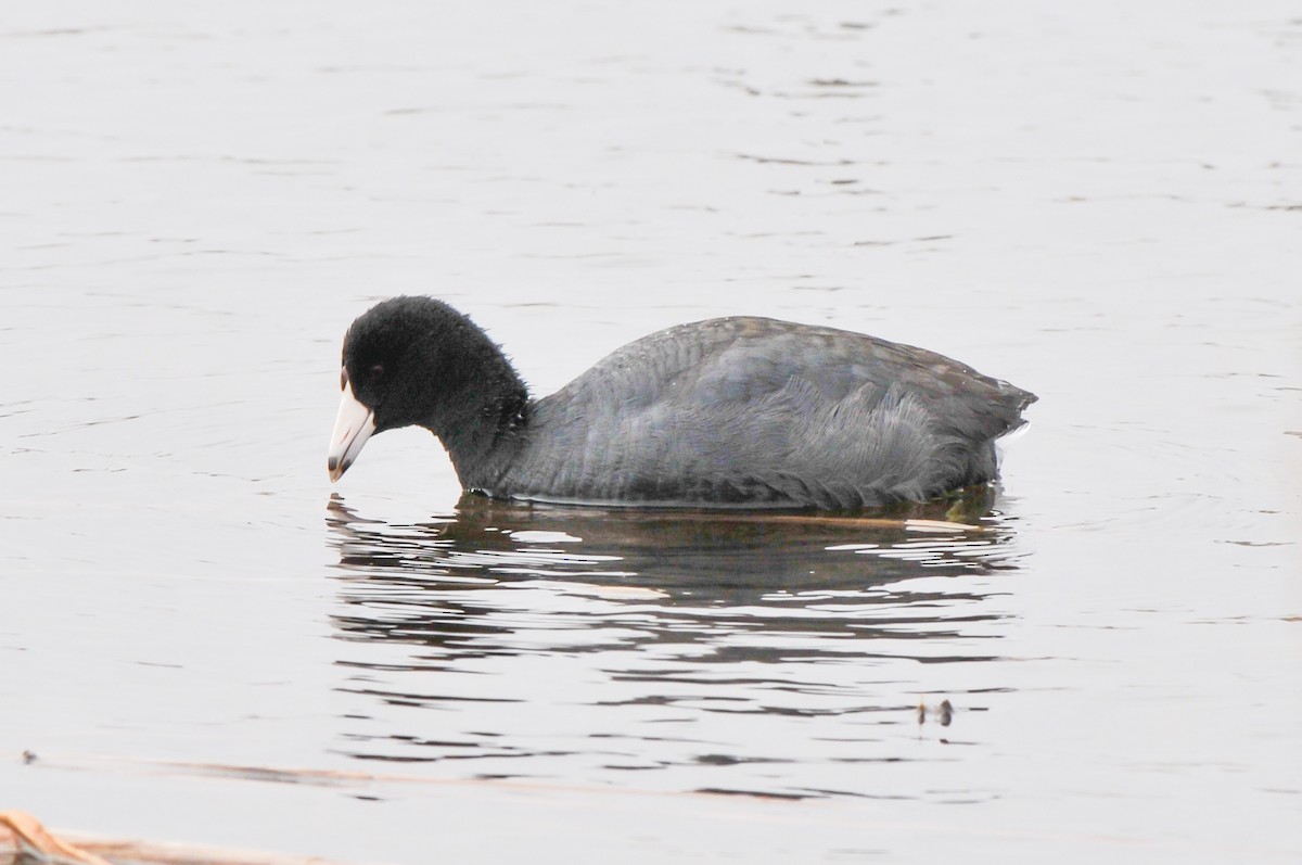American Coot - ML321281781
