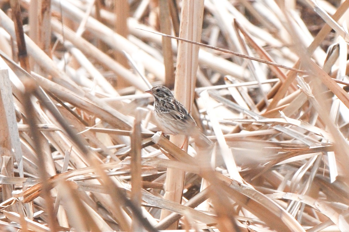 Savannah Sparrow - ML321281831