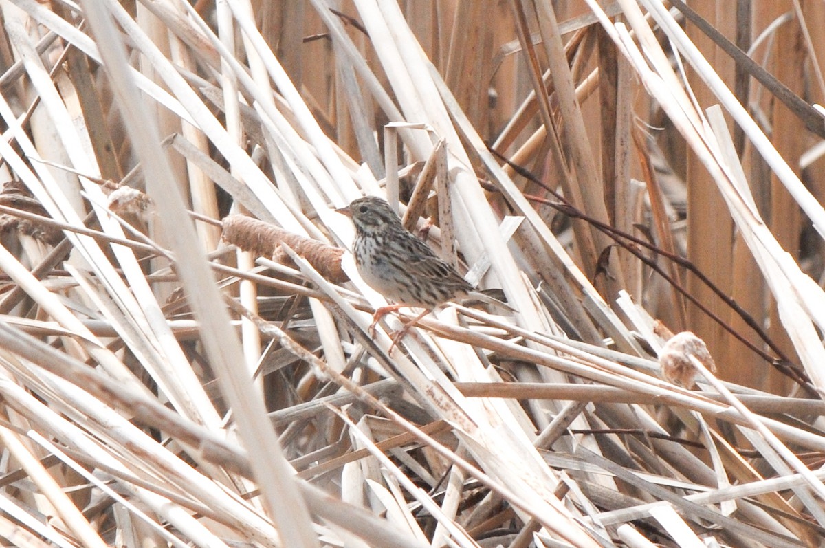 Savannah Sparrow - ML321281851