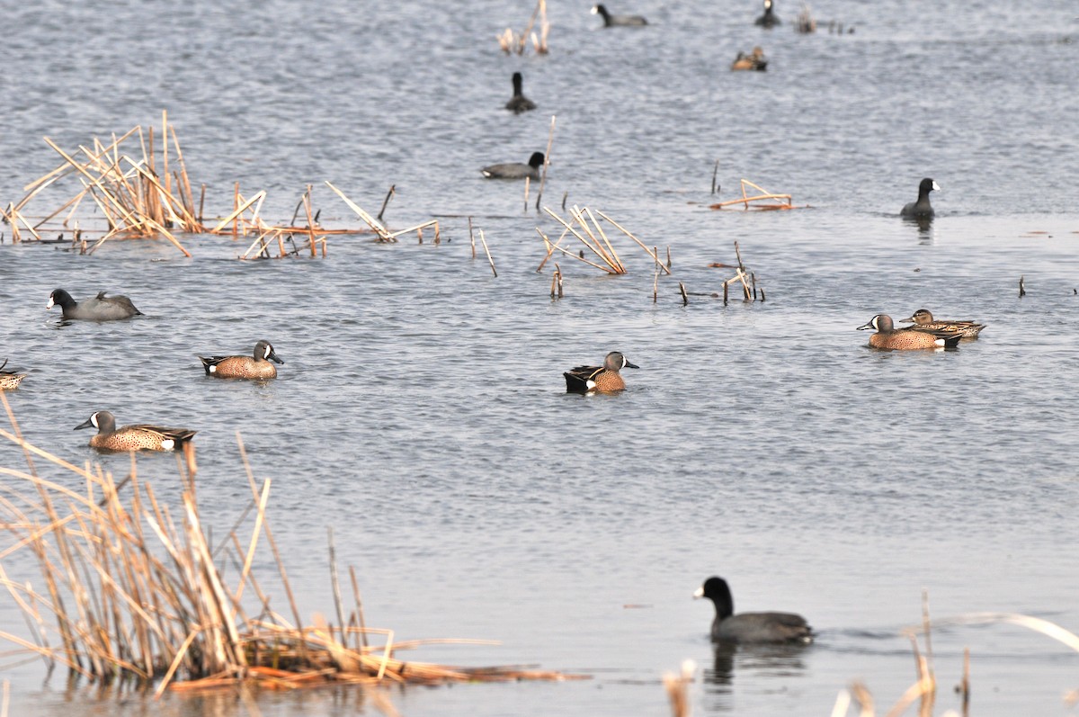 Blue-winged Teal - ML321281941