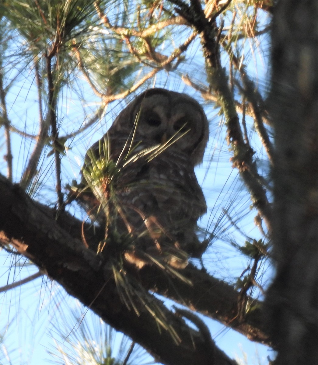 Barred Owl - ML321282061