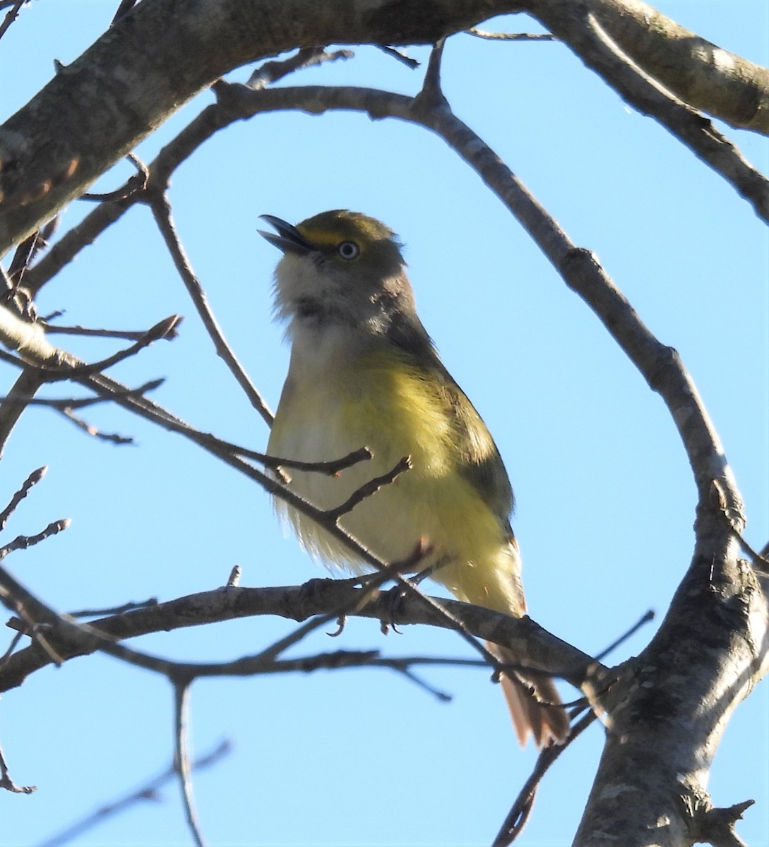 White-eyed Vireo - ML321282121