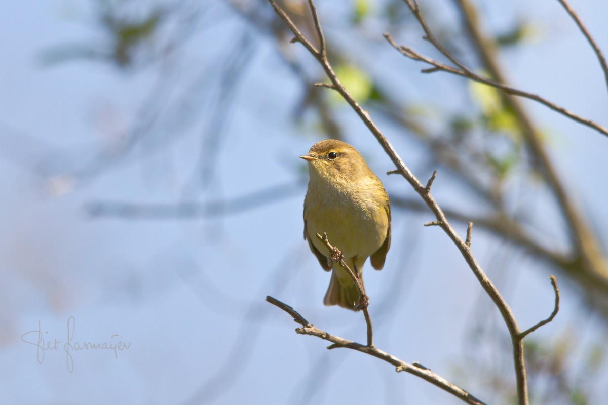 Common Chiffchaff - ML321282131