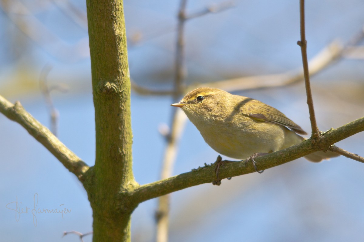 Common Chiffchaff - ML321282141