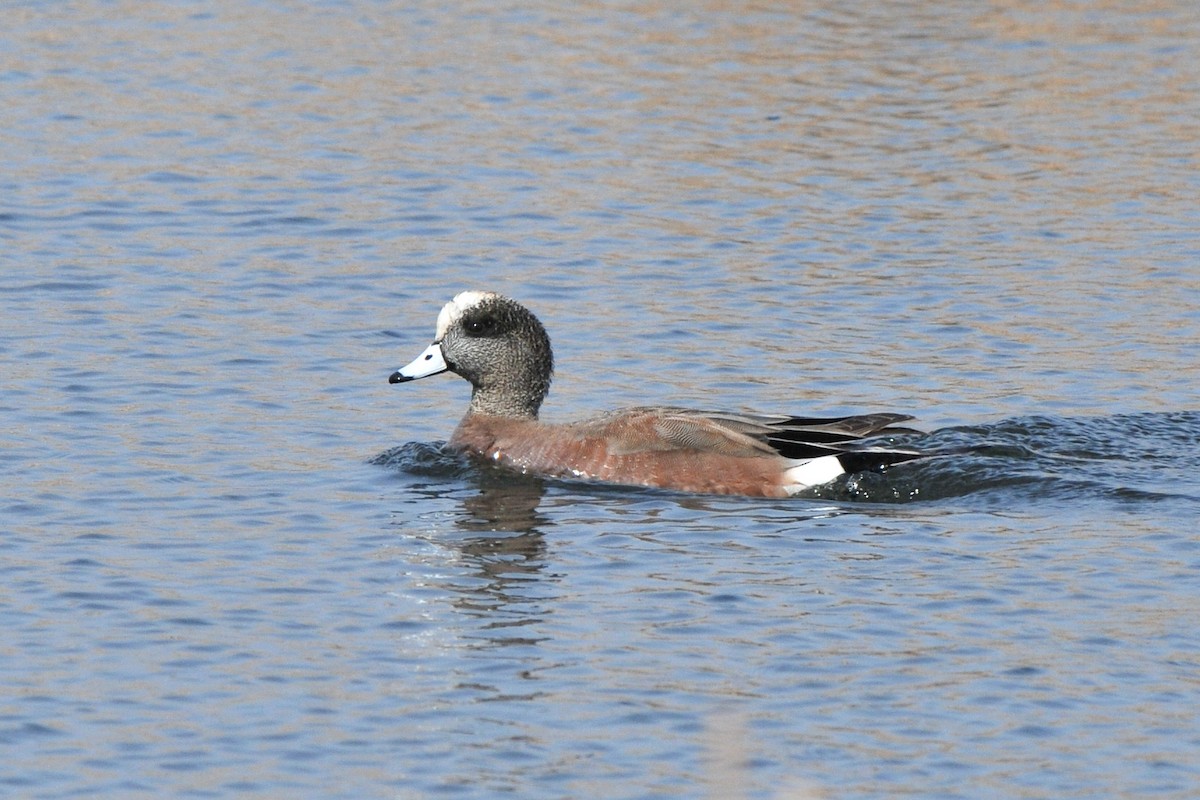American Wigeon - ML321282631