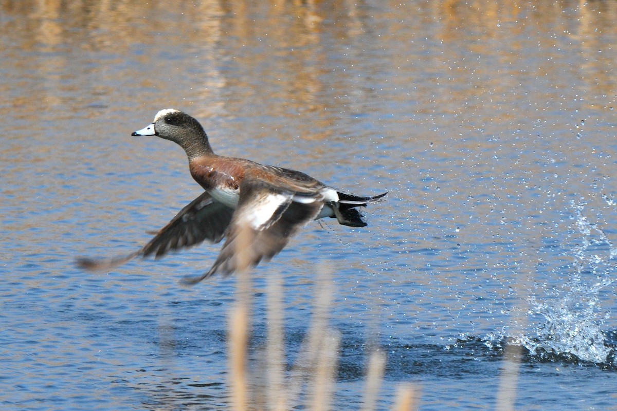 American Wigeon - ML321282661