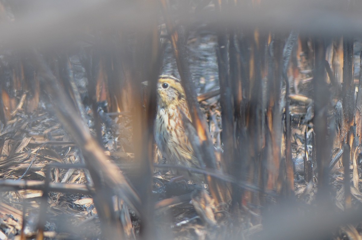 LeConte's Sparrow - ML321282711