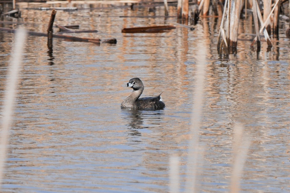 Pied-billed Grebe - ML321283231