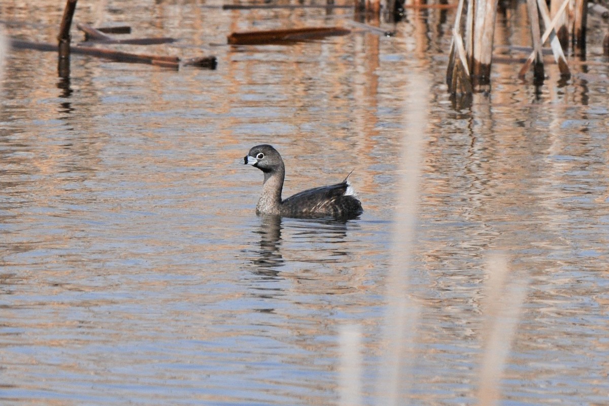 Pied-billed Grebe - ML321283241