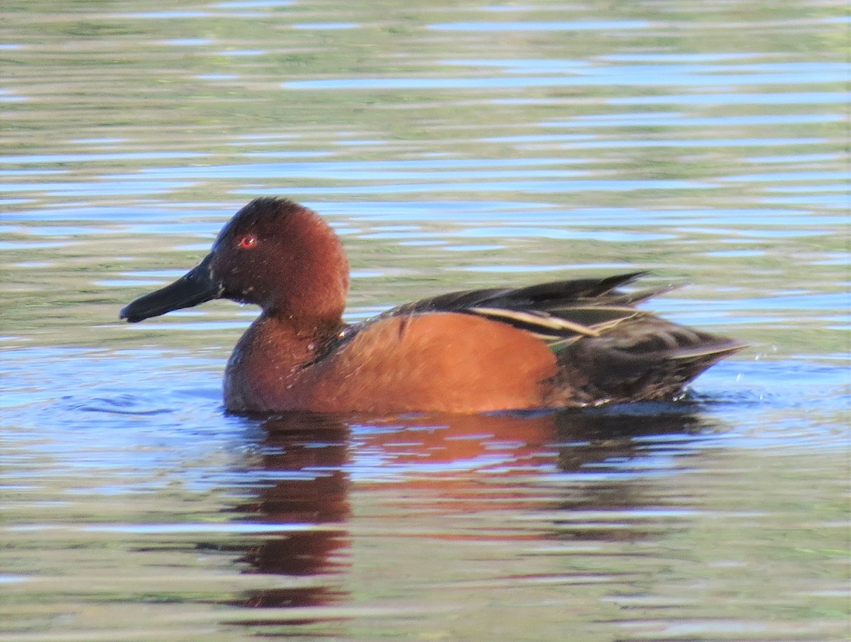 Cinnamon Teal - Marya Moosman