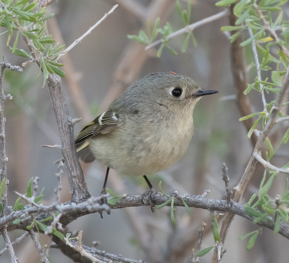 Ruby-crowned Kinglet - ML321285891